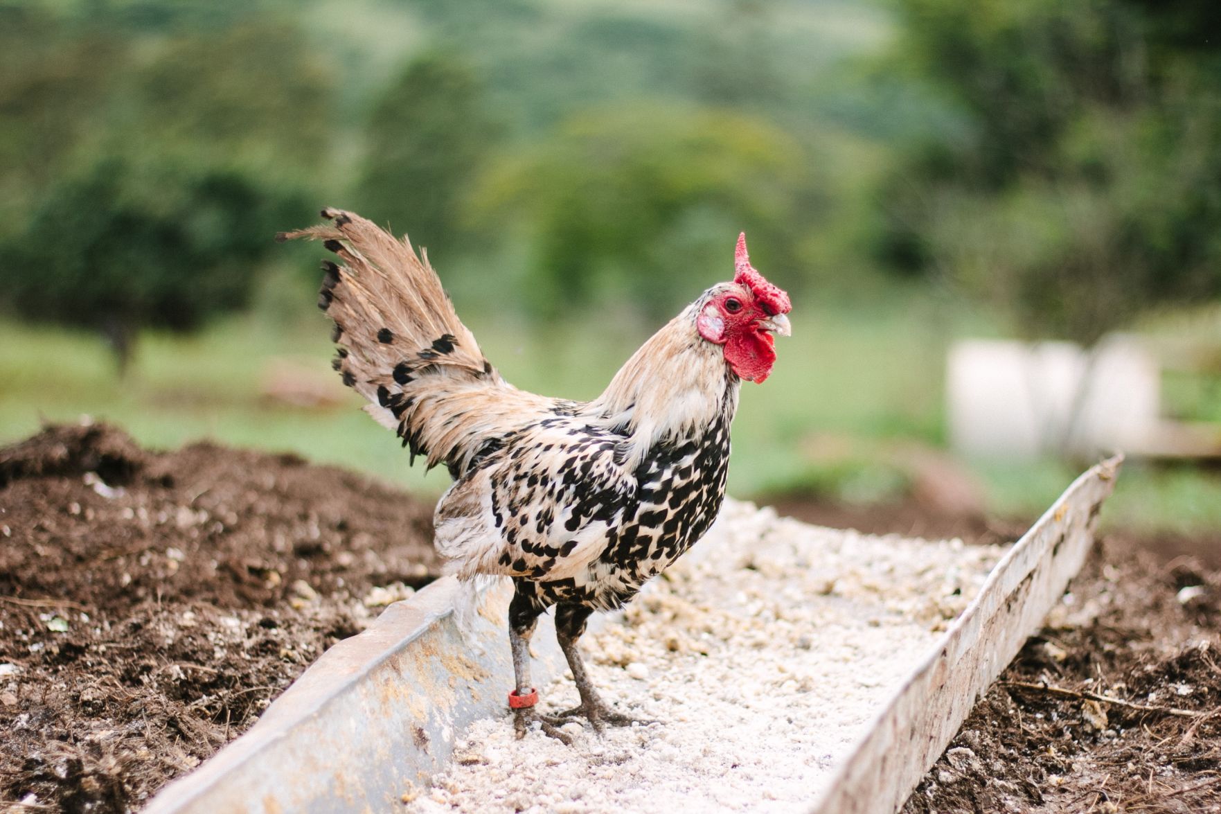 Chicken